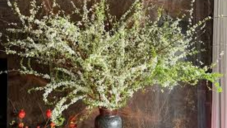 Danak dak sap Cam 12_02_2026