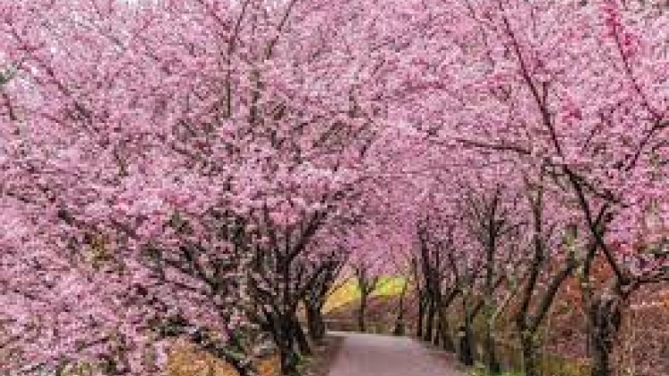 Danak dak sap Cam 26_02_2026