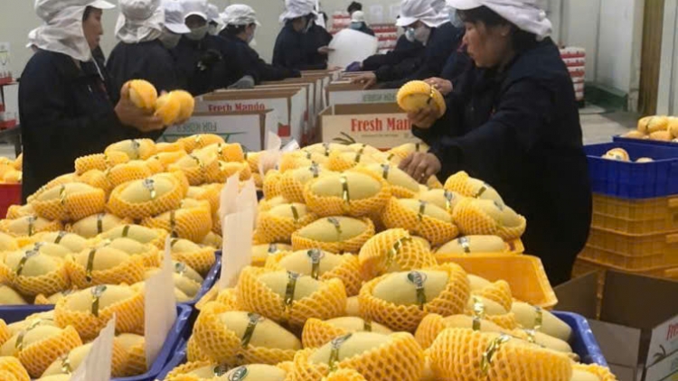 ស្វាយហ្វាឡុកនៅដុងថាប ពោពេញដោយរសជាតិផ្អែមឆ្ងាញ់នៅថ្ងៃចូលឆ្នាំថ្មីវៀតណាម។