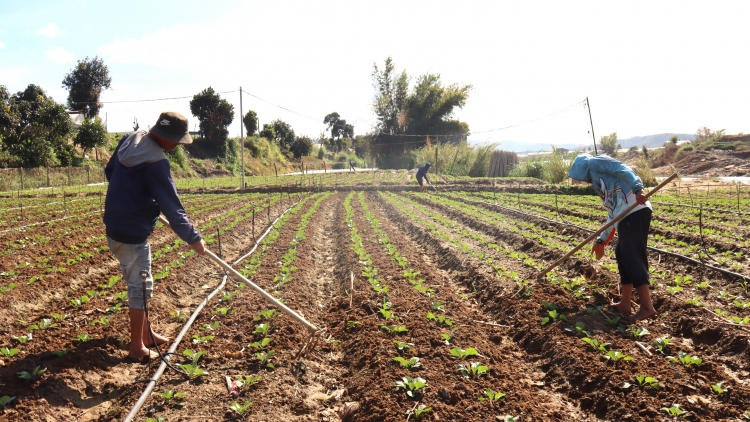 Kual pla añăm prong hloh Đơn Dương - Lâm Đồng ječ ameč pơkra gơnam hlâo kơ Tê̆t