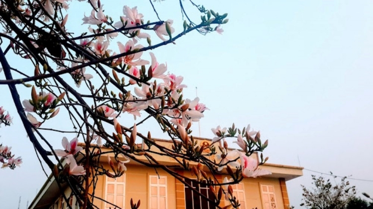 DƯƠNG CHỒM TÂY BẮC SLÌ BJOÓC BAN PHÔNG