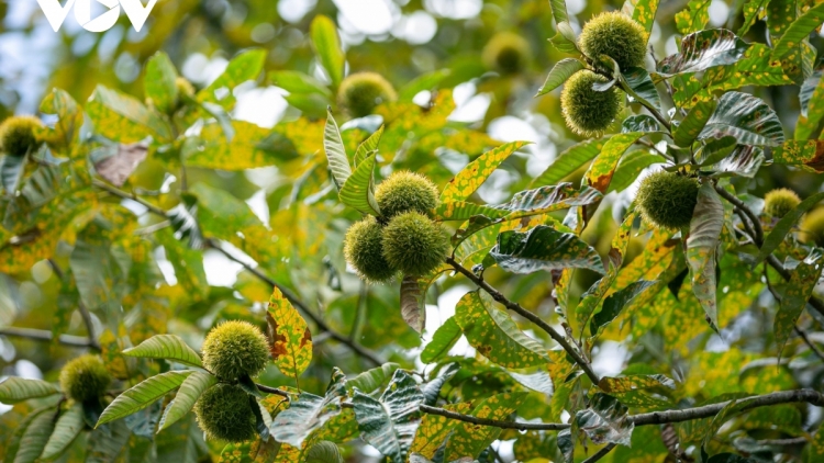 CAO BẰNG: XẠ ĐÌNH PHONG HẾT KIN ĐÂY PJOM CHAY CO MÁC LỊCH