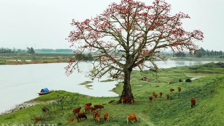 Danak dak sap Cam 29_03_2026