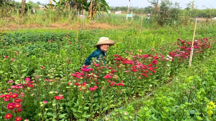SAMBO BAL PATAIH DI PALEI PALA BANGU CHƠ RO 
