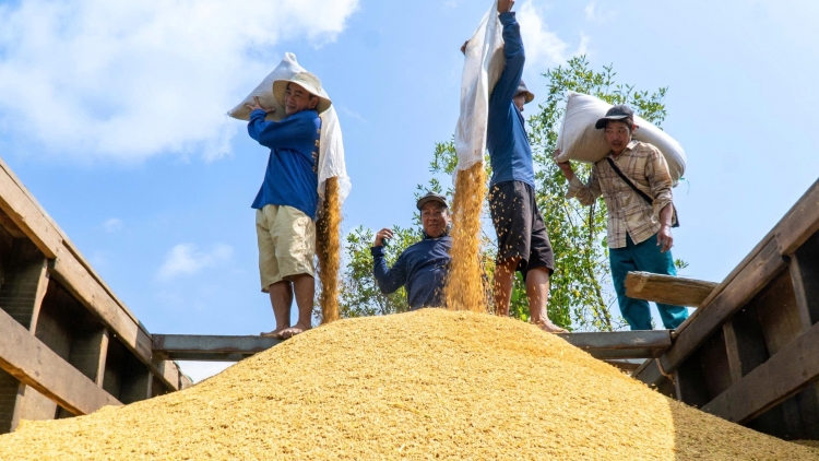 កសិករនៅកាម៉ាវទទួលបានប្រាក់ចំណេញច្រើនខណ:ដាំស្រូវបំភាយឧស្ម័នទាប។