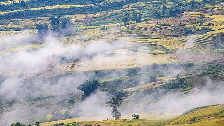 Phai paz nhây phiến