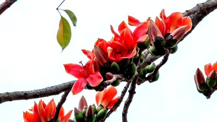 CHƯƠNG TRÌNH KHAY HENG TÀY-NÙNG (Thứ 7- Vằn xo 7/3/2026)