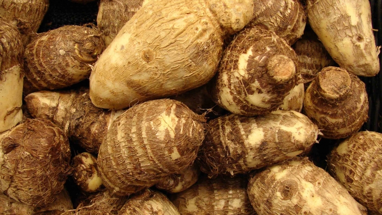 PHƯỚC ĐÂY HẨƯ SỨC RÈNG