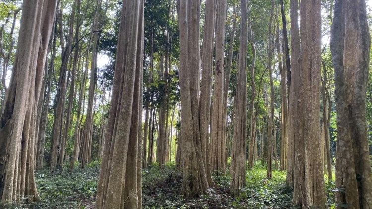 Djă pioh dliê, krơ̆ng klei lu jơr mnơ̆ng hdĭp Čư̆ Mom Ray