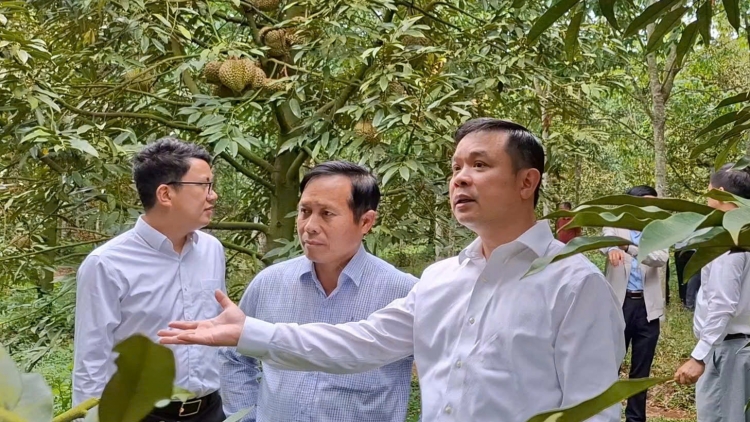 Bơtàu tơnguh broă lơh tơrlòng lài sầu riêng ờ di kàl tàm càr Dăk Lăk 