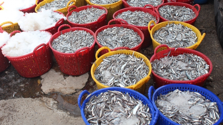 Têa măm Phan Thiết: Troăng prôk 300 hơnăm ƀă troăng troh tơmeăm kơnía túa lĕm tro