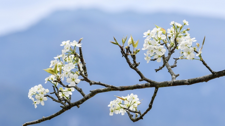 CHƯƠNG TRÌNH KHAY HENG TÀY - NÙNG (Thứ 6, vằn xo 6 bươn 3 pi 2026)