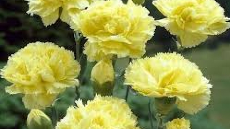 Danak dak sap Cam 29_03_2024