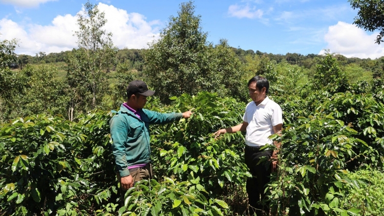 Tơring groi kông Quảng Ngãi jang ‘lơ̆ng tơdrong đei “tơring tơngiĕt” vă atŏk tơ iung choh jang sa, tơmang pơhiơ̆