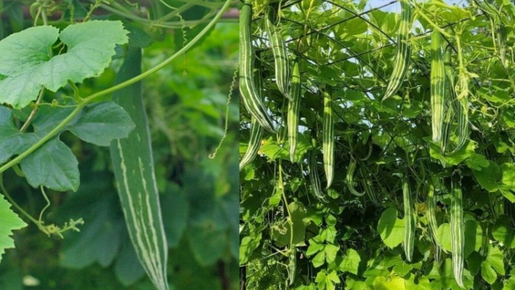 BẠI SLON PANG CHAY CHƯỚNG CO MÁC KHẤY NGÙ ĐẢY ĐÂY