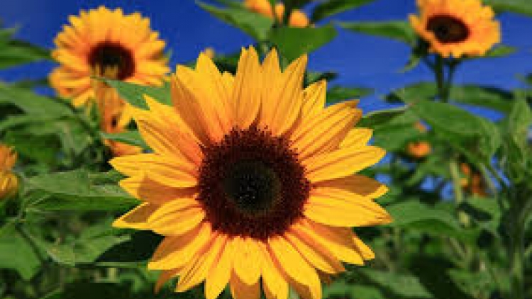 Danak dak sap Cam 29_03_2024