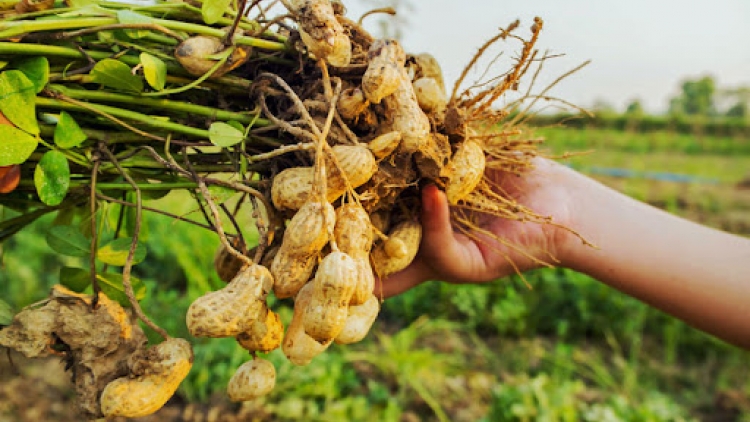 កសិករខ្មែរពុះពារក្ដីលំបាក ធ្វើមានពីការដាំសណ្ដែកដី។