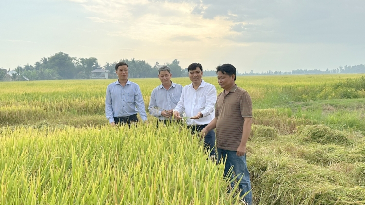 អភិវឌ្ឍន៍តំបន់ស្រូវមានគុណភាពខ្ពស់ 