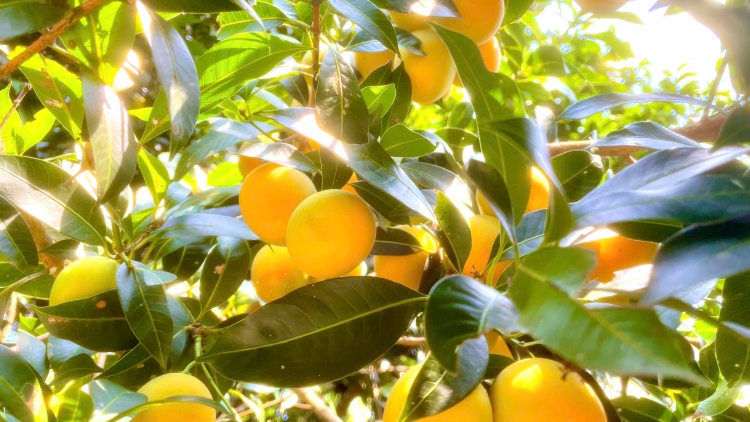 កសិករជើងចាស់ម្នាក់នៅកឹងធើទទួលបានផលចំណេញទាំង២ផ្នែក ពីចម្ការមាក់ប្រាង។