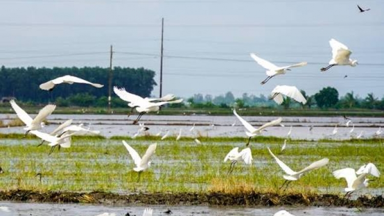 Đàn chim trắng (Tơpôl xem kok)
