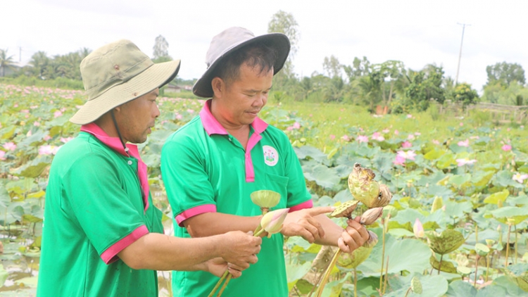 DONG THAP: TAOH TALAIH “LABIK TAPIK” PIAH GAH CARAIH TAGOK SIAM KARO 