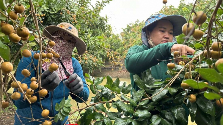 ពត៌មាន ម៉ោង ១៥