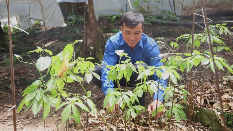 Hơtŏk tơiung sâm Ngọc Linh, đơ̆ng tơdrong Tơchơ̆t truh tơdrong hơrih sa tơring groi kông Quảng Ngãi