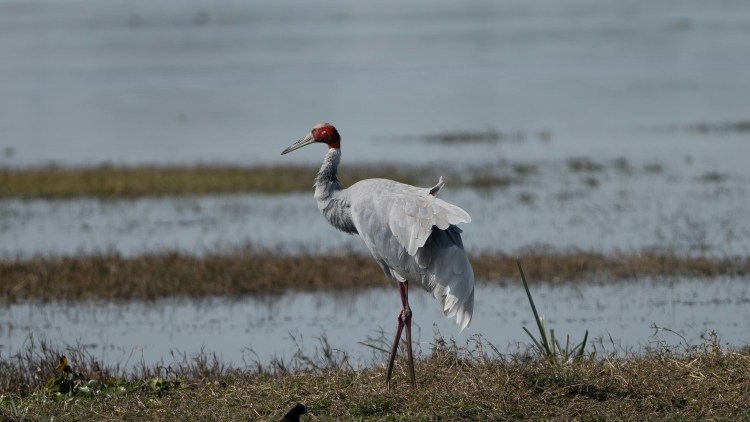 Jơnau yal yau kòn cau Jrai dê “Sềm Sưng mờ Klìu”