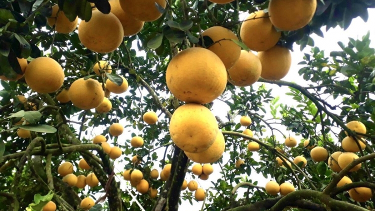 PHÚ THỌ MÌ TỀNH 4.200 HÉC TA MÁC CAM, MÁC PỤC MÌ CHỈA MAI RỌ CỐC CO