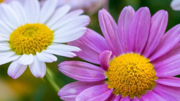 T'RUIH PA XƯL P'RA CƠ TU CHỦ NHẬT T'NGAY 12/4/2026