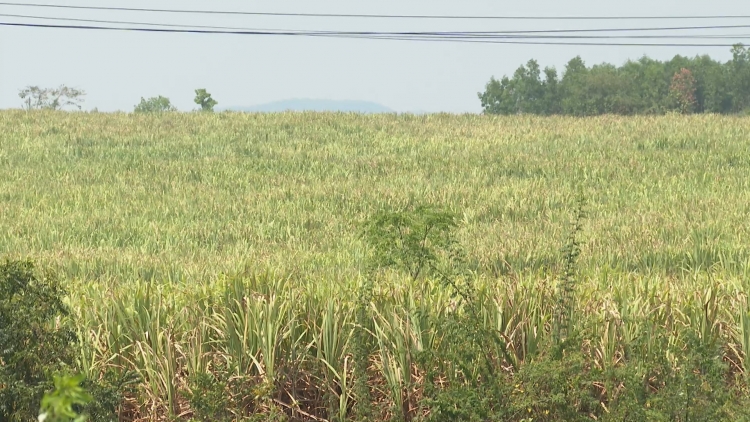 Ntơm bah tơm tao kro ta Dak Lak tât nkô̆ nău dơi tâm rlong bah n’gâng kan nkret njêng tao