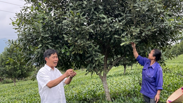 Tsaz yênhx nta suôz luk Hmôngz hnuz 20-4-2026