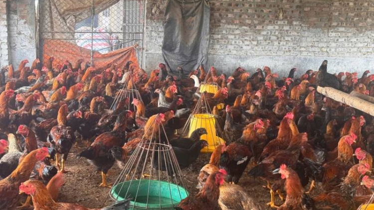 Nôngx mênhx zuôr tsuv pâuz hnuz 28-4-2026