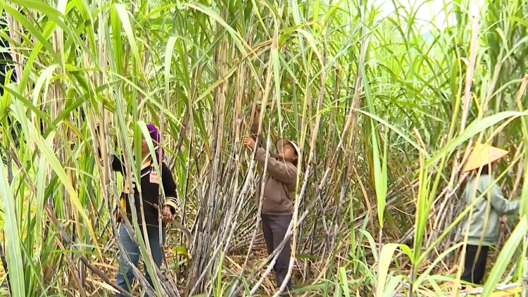 Tsaz yênhx nta suôz luk Hmôngz hnuz 29-4-2026