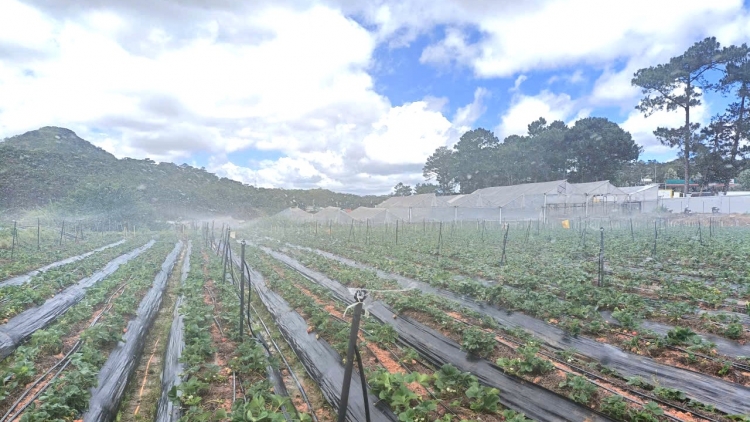 Lâm Đồng ntop kơl ƀon lan đăp mpăn nkra njêng tâm rnôk hao khlay