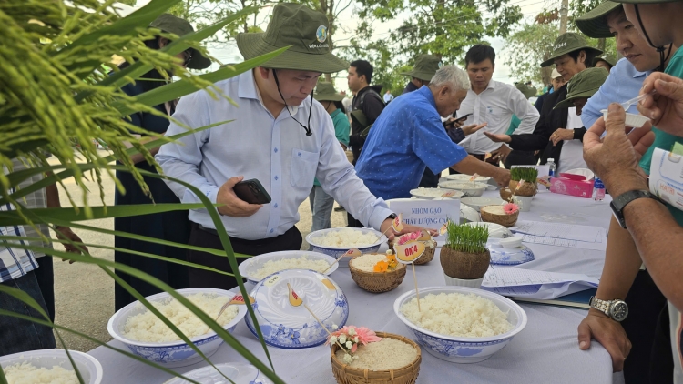 កសិករជ្រើសរើសពូជស្រូវដែលមានសក្ដានុពល បង្កើនតម្លៃគ្រាប់អង្ករនៅតំបន់ដីសណ្ដទន្លេគឺវឡុង។