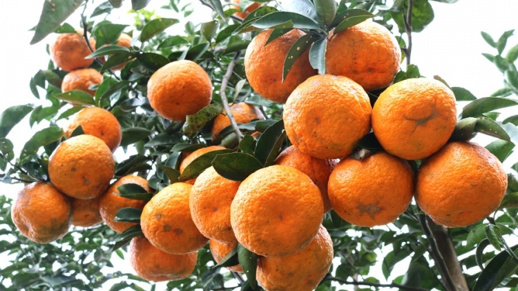 CHAY CHƯỚNG CO MÁC CAM THỦNG