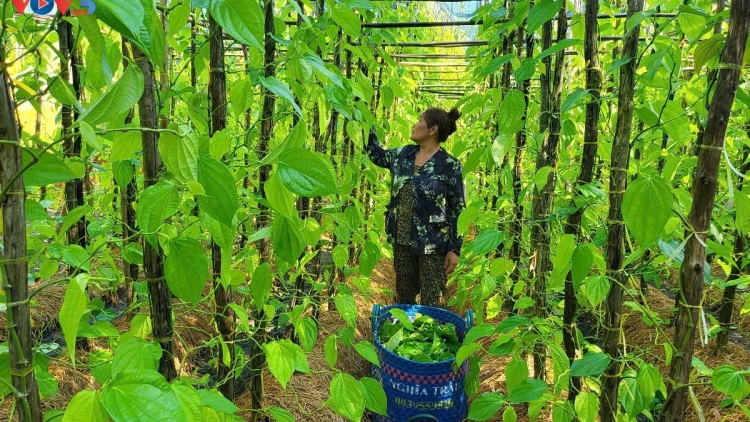 HADAH TAMBANG PALEI HALA VỊ THỦY