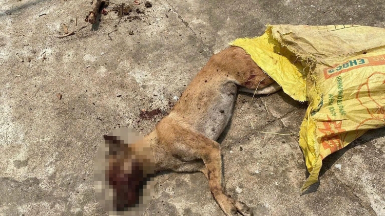 ACHOO CẶP BẤC MANƯIH ĐHỊ QUẢNG NGÃI BƠƠN NĂL NẮC CRÊÊ DẠI