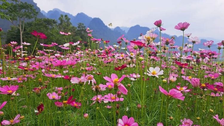 CHƯƠNG TRÌNH KHAY HENG TÀY - NÙNG (Thứ Sáu, vằn 15 bươn 5 pi 2026)