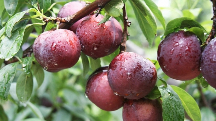 PỀN KIN KỶ LAI ĂN MÁC MẶN CHANG VẰN NÂNG LẺ ĐÂY HẨƯ SỨC RÈNG