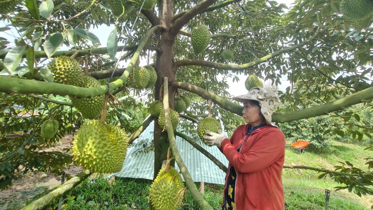 ពត៌មាន​ម៉ោង៦