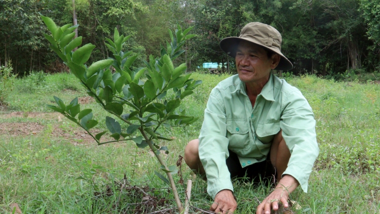 Nông dân Khmer Đôn Châu vươn lên từ những mô hình sinh kế
