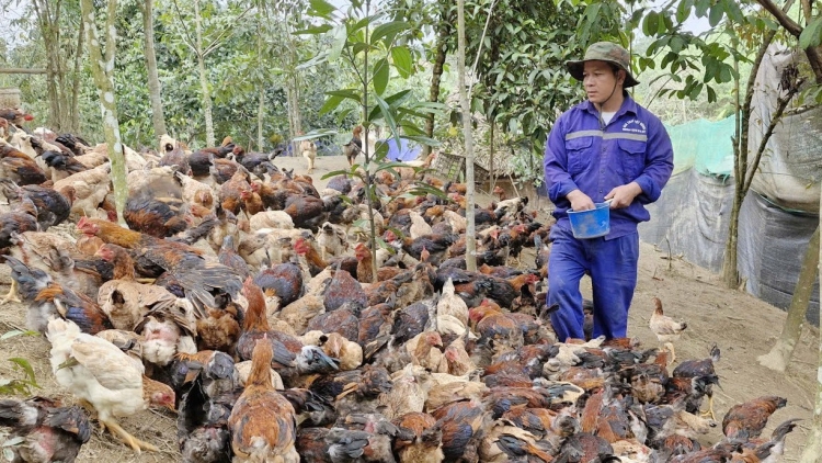 Những "hạt nhân" đảng viên Cơ Tu dẫn lối thoát nghèo nơi đại ngàn Đà Nẵng
