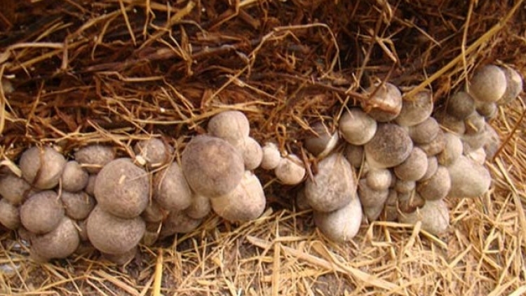 SLON PANG HẾT CHÓP NHÙ