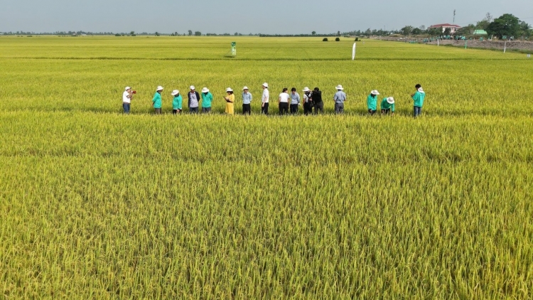 កសិករខេត្តអានយ៉ាង បង្កើនប្រាក់ចំណេញដោយសារបង្កបង្កើនផលស្រូវសម្របតាមធម្មជាតិ
