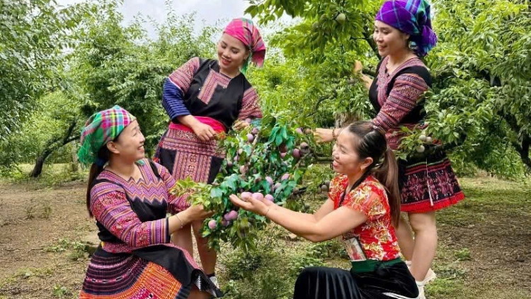 CHƯƠNG TRÌNH KHAY HENG TÀY - NÙNG  (Chủ nhật, vằn 24/5/2026)