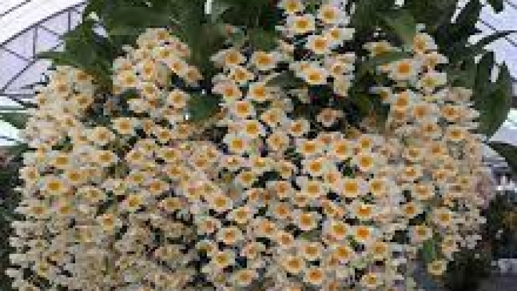 Danak dak sap Cam 21_06_2026