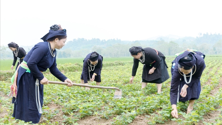 BẠI VIỂC HẾT ĐÂY CÚA HỎM PỈ NOỌNG LÙA TÁNG NGÒI CHỬC DÚ TUYÊN QUANG