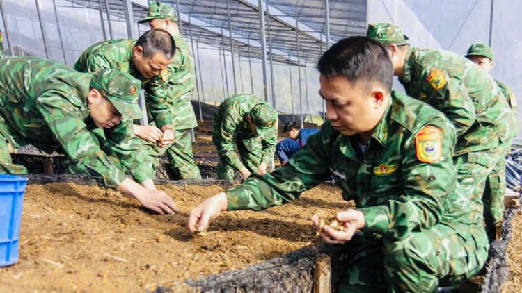 Bộ đội biên phòng tập huấn kỹ thuật trồng Sâm Lai Châu